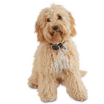 Petco Dog Grooming: Dog Baths, Haircuts, Nail Trimming