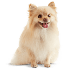 Blond Pomeranian