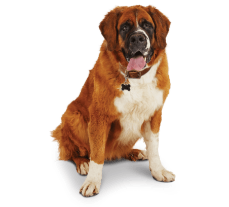 Brown Saint Bernard