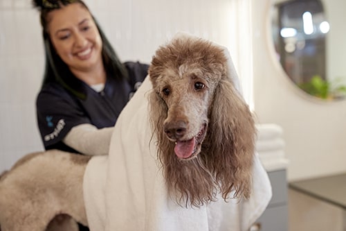 Poodle store grooming cost