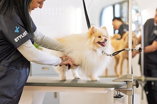 Top pet groomers near 2024 me