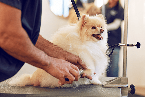 Petco Dog Grooming: Dog Baths, Haircuts, Nail Trimming