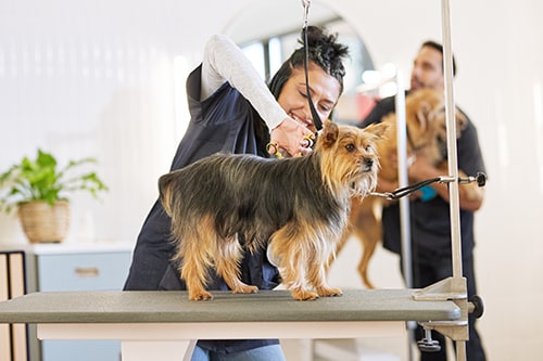 Petco grooming hot sale online scheduling