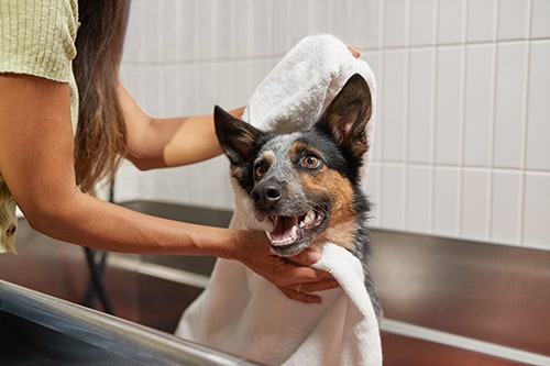 Petco Dog Grooming: Dog Baths, Haircuts, Nail Trimming