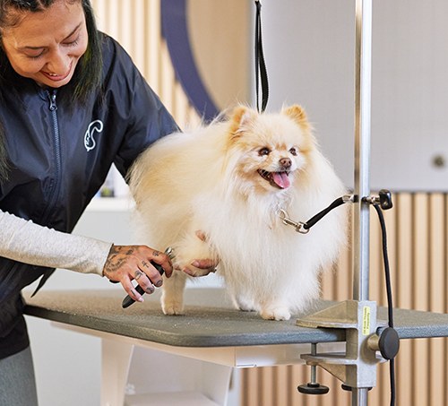 Petco Dog Grooming: Dog Baths, Haircuts, Nail Trimming