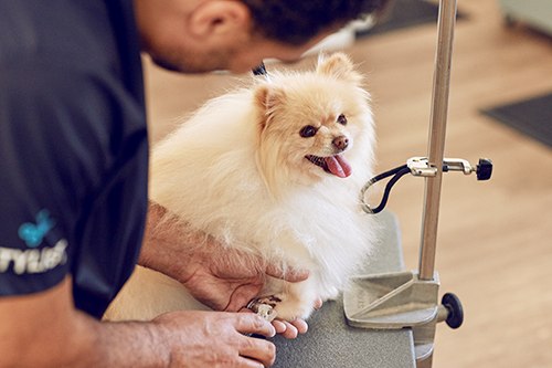 Clearance pet grooming services