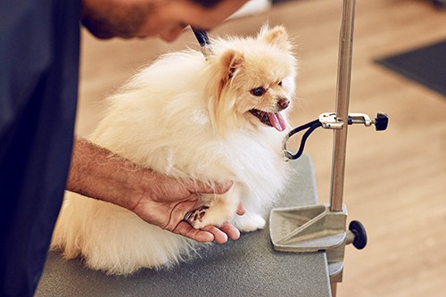 Puppy Grooming at Petco: What to Expect