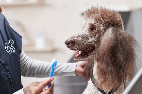 Puppy Grooming at Petco: What to Expect