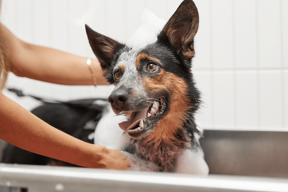 Petco Dog Grooming: Dog Baths, Haircuts, Nail Trimming