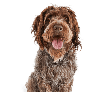 Petco Dog Grooming: Dog Baths, Haircuts, Nail Trimming