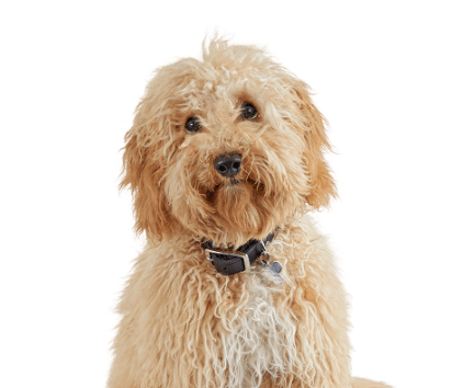 Petco Nail Trimming Services: Dog Nail Trims