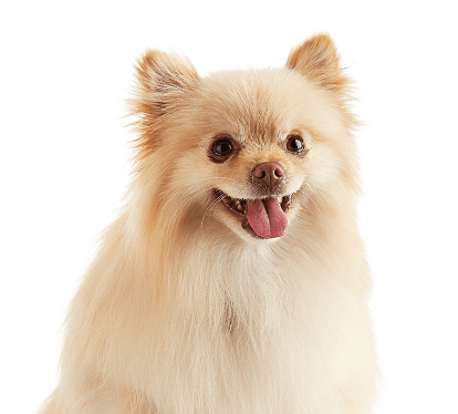 Petco Dog Grooming: Dog Baths, Haircuts, Nail Trimming