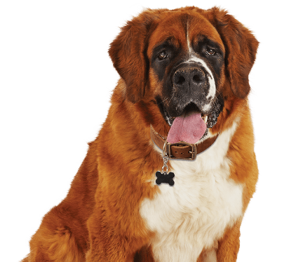 Dog hair best sale dye petco