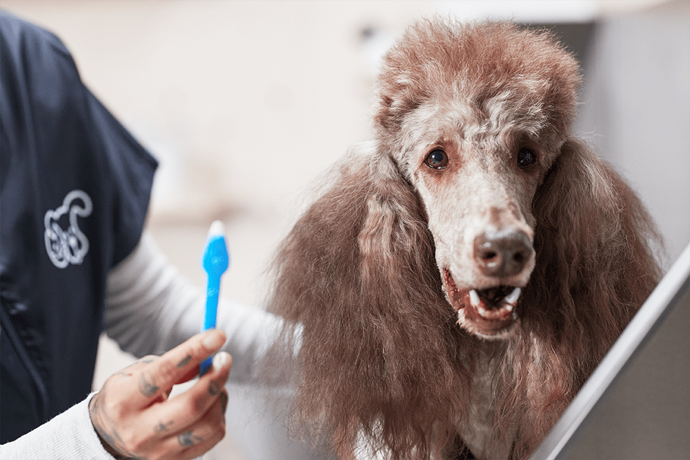 Dog grooming walk deals ins