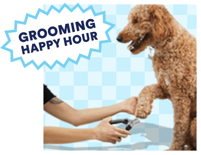 Grooming appointment hotsell