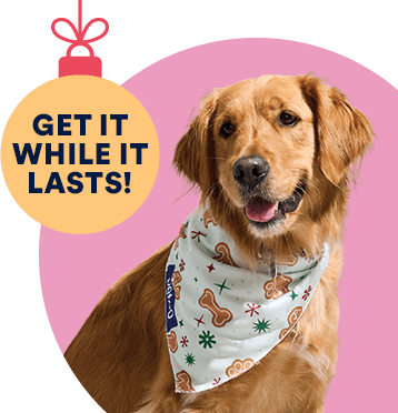 Online dog accessories store best sale