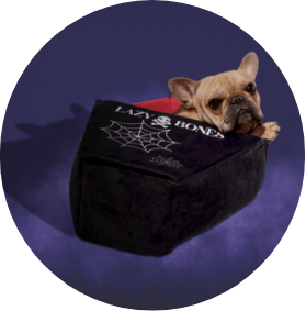 🎃 2023 Halloween Pet Shop: Treats, Costumes & Toys