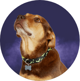 11 Best Dog Harnesses 2023