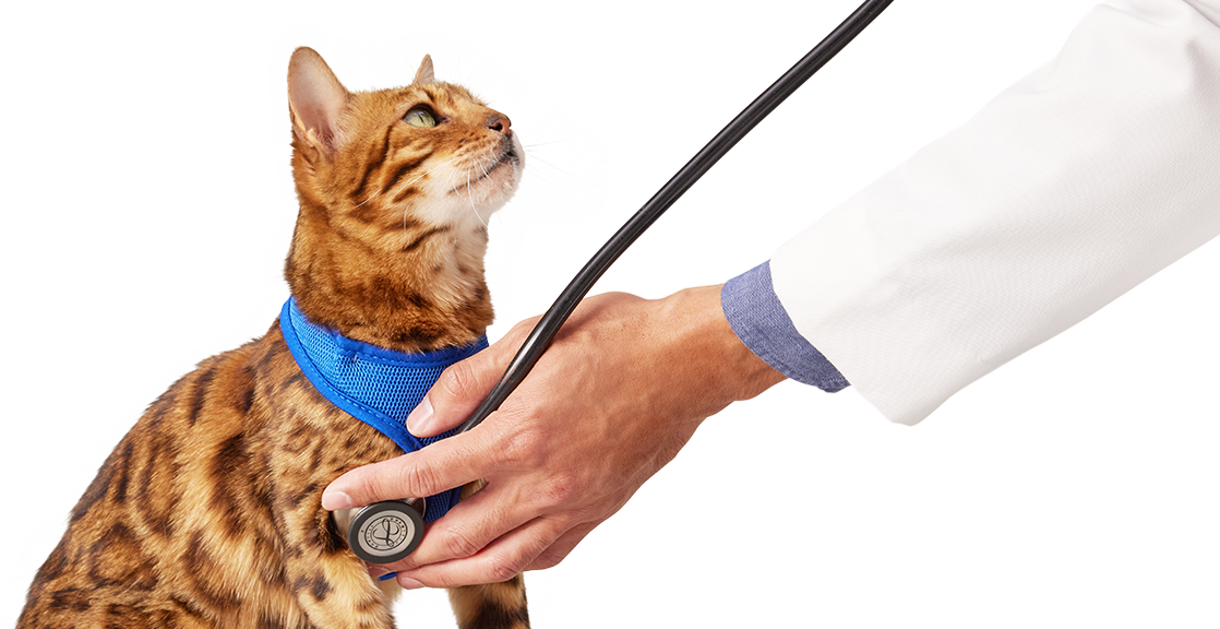 Petco Veterinary Services Quality Care for Your Pet Petco