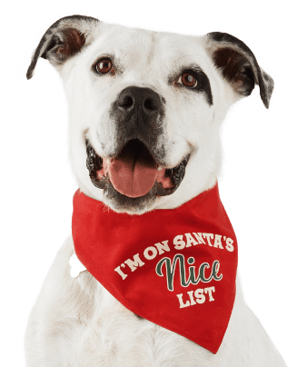 Creature comforts (and joy): why Santa is packing more presents for pets  this Christmas, Family finances