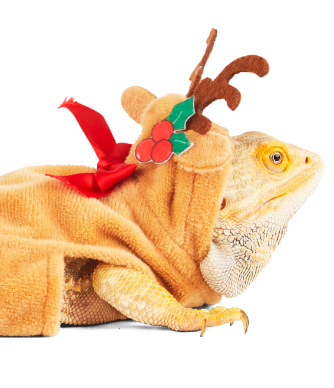 Bearded Dragon Lizards Reptile Hat+Scarf Accessories Toys Christmas Santa  Outfit