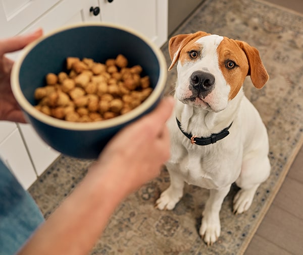 Petco dehydrated clearance dog food