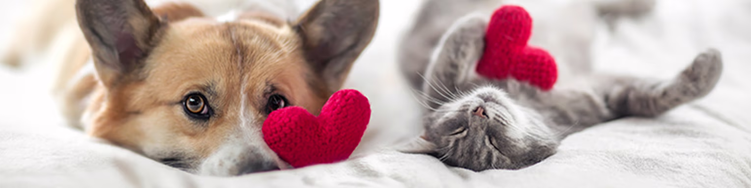 Love more. Worry less. Pet insurance built around your life. Shop now.