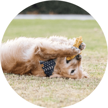A dog belly up with a chew bone in its mouth.