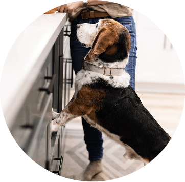 A dog perched up on its hind legs waiting to be served food.