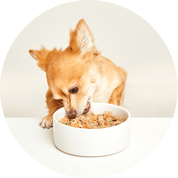 A small dog eating a bowl of Just Food For Dogs food.
