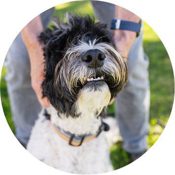 A shaggy dog's head being held by their owner.