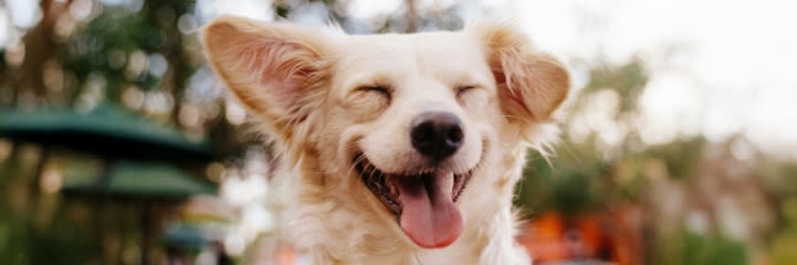 A happy dog that looks like it is smiling.