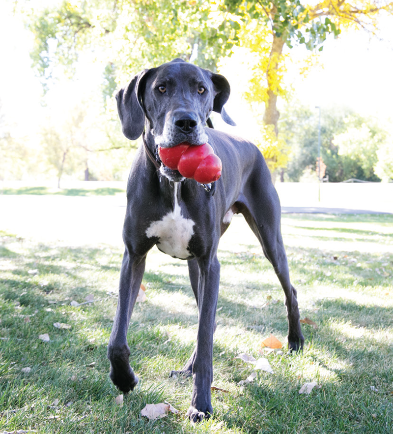 KONG Dog Discs Petco