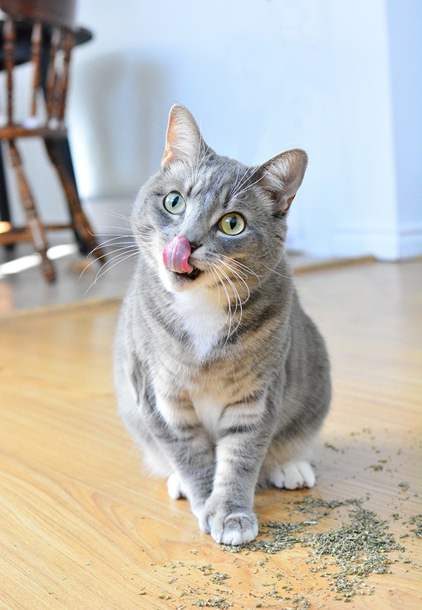 Catnip bubbles petco sale
