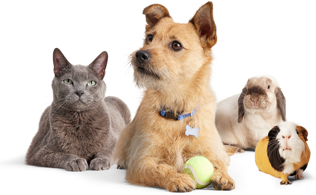 Discount Pet Supplies Petco Sales Ad & Top Deals Petco Page 50