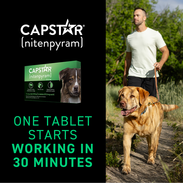 Capstar (nitenpyram) One tablet starts working in 30 minutes.