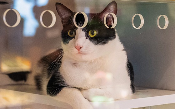 Can You Get Your Cat Groomed at Petco: Ultimate Guide Revealed