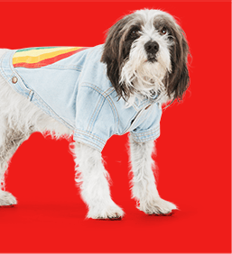 Teddy's pride oral sales care for dogs