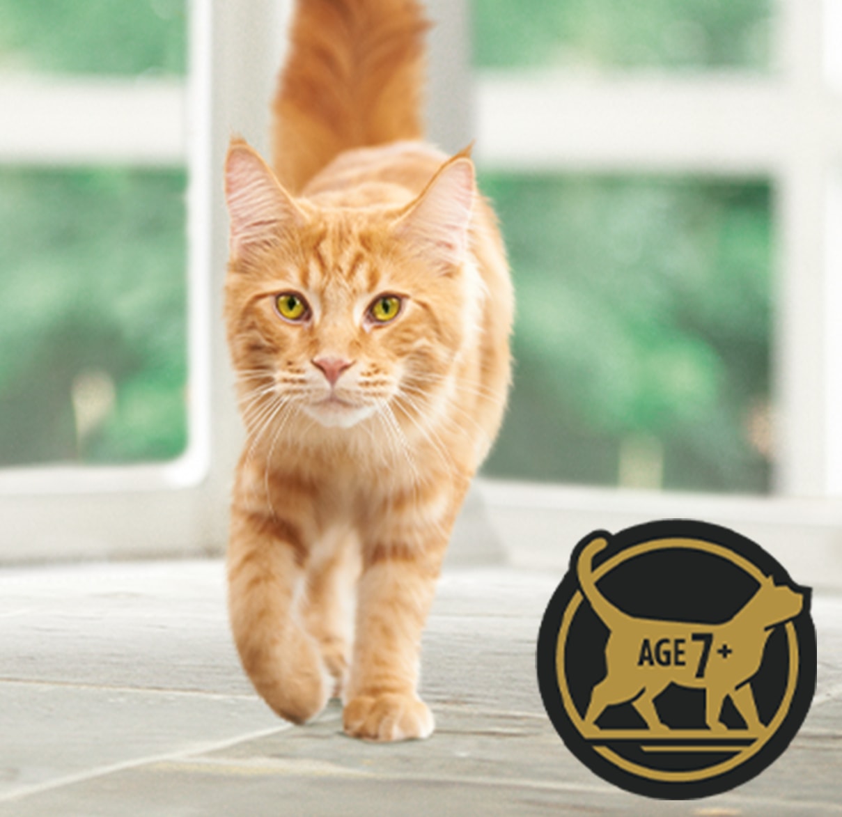 An adult orange cat walking forward.