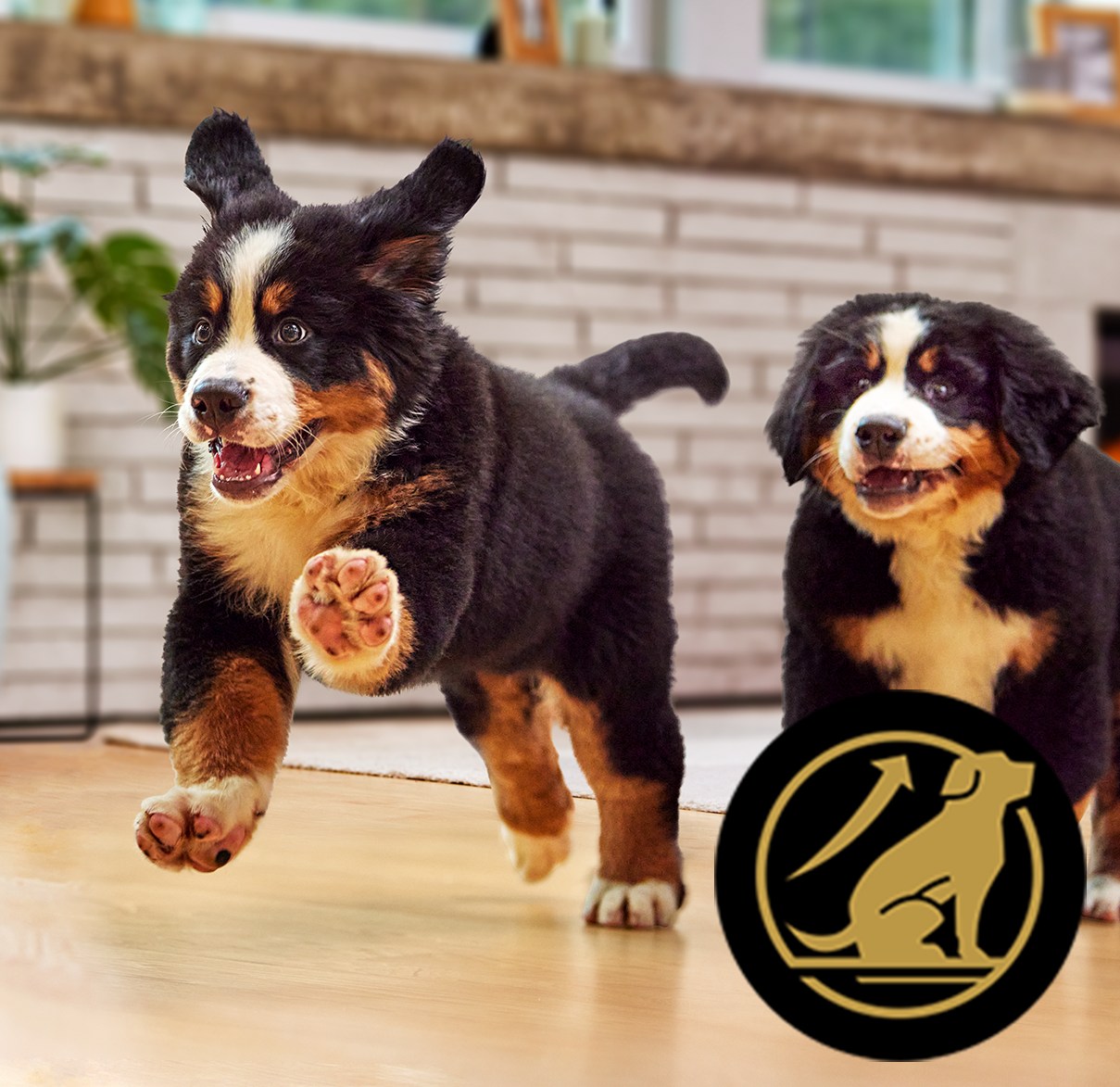 Two puppys running to get fed.