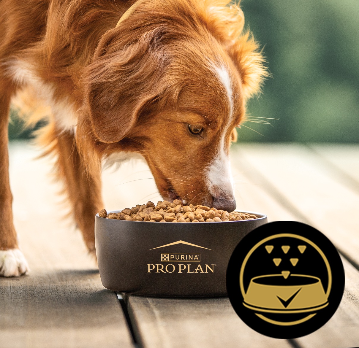 A dog eating Purina Pro Plan dog food.