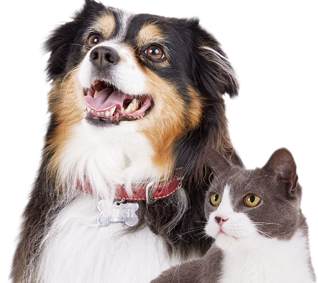 Dog Heartworm Medicine Prescription Heartworm Meds Petco