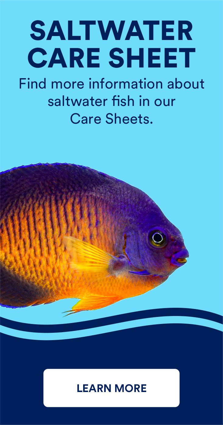 https://assets.petco.com/petco/image/upload/f_auto,q_auto:best/saltwater-caresheet_tile-takeover_full-tile_244x464.png