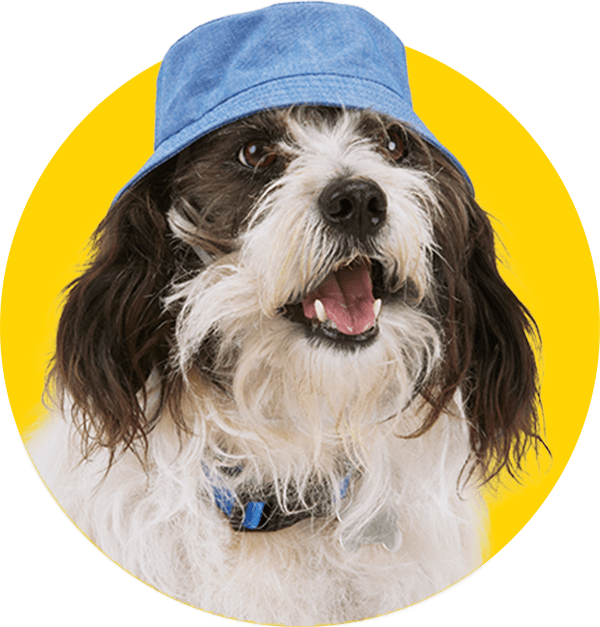 Dog Clothes Puppy & Dog Outfits & Apparel Petco