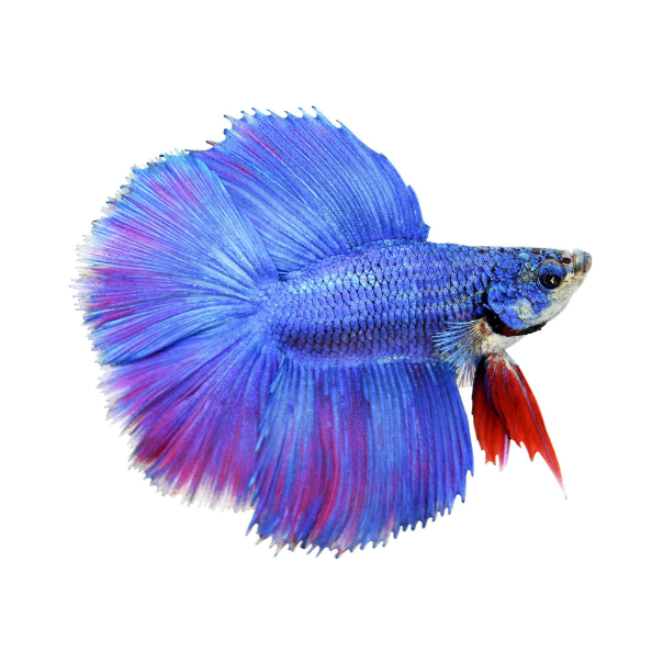 Discount Pet Supplies Petco Sales Ad & Top Deals Petco