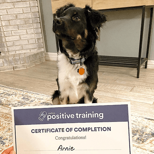 Petco store puppy school