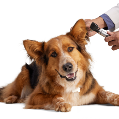 Petco dog best sale vaccinations near me