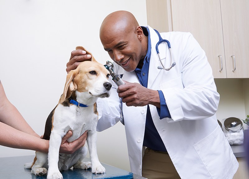 Find a veterinarian sales in my area