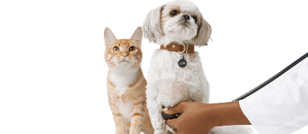 Petco Veterinary Services Quality Care for Your Pet Petco