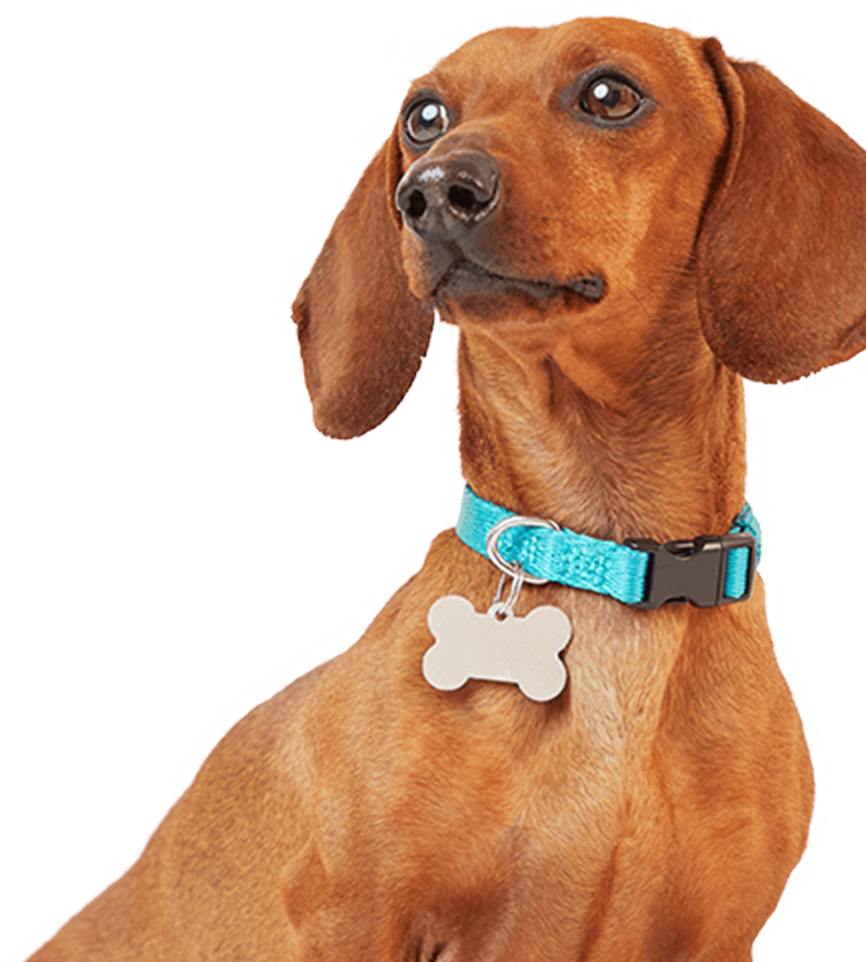 Dog Accessories Royalty-Free Images, Stock Photos & Pictures